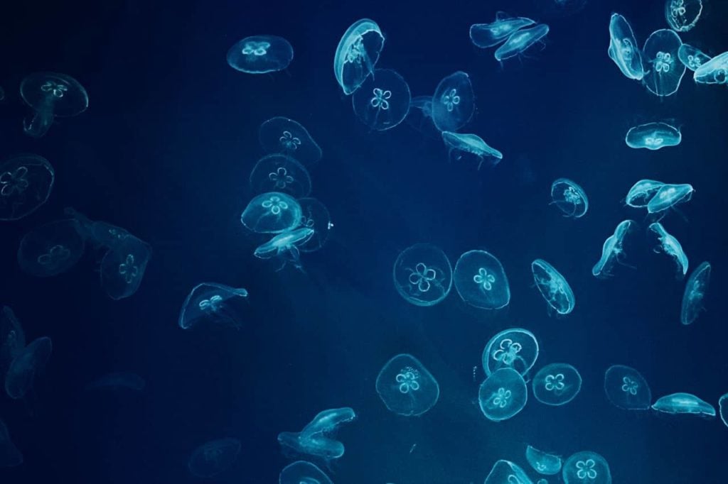 Jellyverse secures $2 million seed funding for its quest to build DeFi 3.0