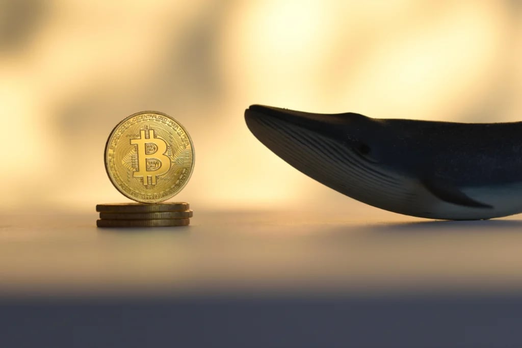 Bitcoin elite whales spike to a six-month high thumbnail